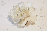 Federbume BLOSSOM coll. Federbume BLOSSOM coll.